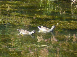 Patos en las Lagunas de Mejía